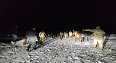 Gümüşhane'de kaybolan büyükbaş sürüsünü jandarma buldu