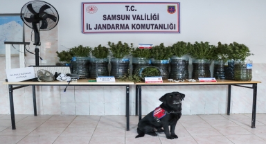 Samsun'da evinde iklimlendirme sistemi kurarak uyuşturucu üreten zanlı yakalandı