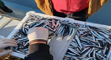 Sinop'ta kasım ayında farklı türlerdeki 50 ton su ürününe el konuldu