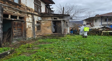 Yığılca'da kahverengi kokarcayla mücadele sürüyor
