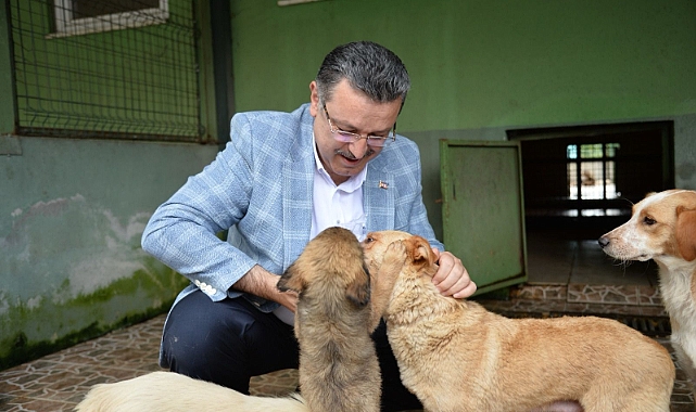 BÜYÜKŞEHİR BELEDİYESİ 942 KÖPEĞİ SAHİPLENDİRDİ