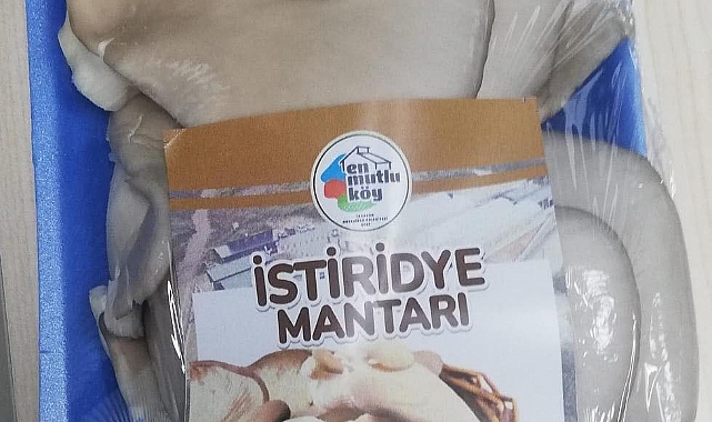 EN MUTLU KÖY’DE, İSTİRİDYE MANTARI ÜRETİMİNE BAŞLANDI ÜRETİLEN MANTARLAR, MARKET REYONLARINDA YERİNİ ALDI
